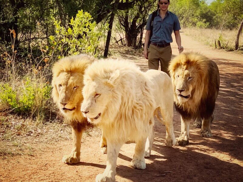 South Africa: 11 Night Tour